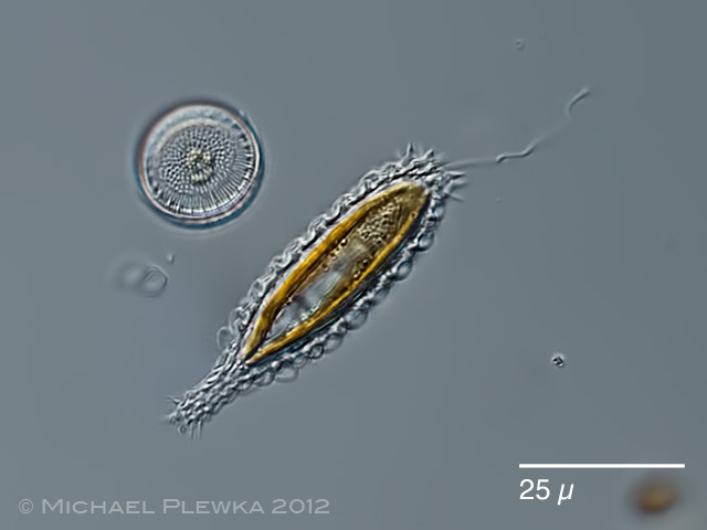 Limnic and other from Germany Mallomonas insignis